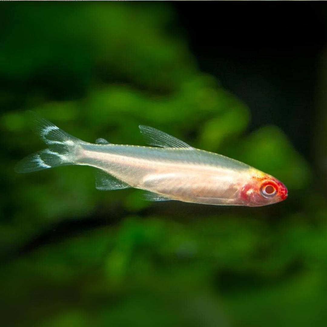 ปลารัมมี่โนสเผือก (Rummynose Tetra Albino)