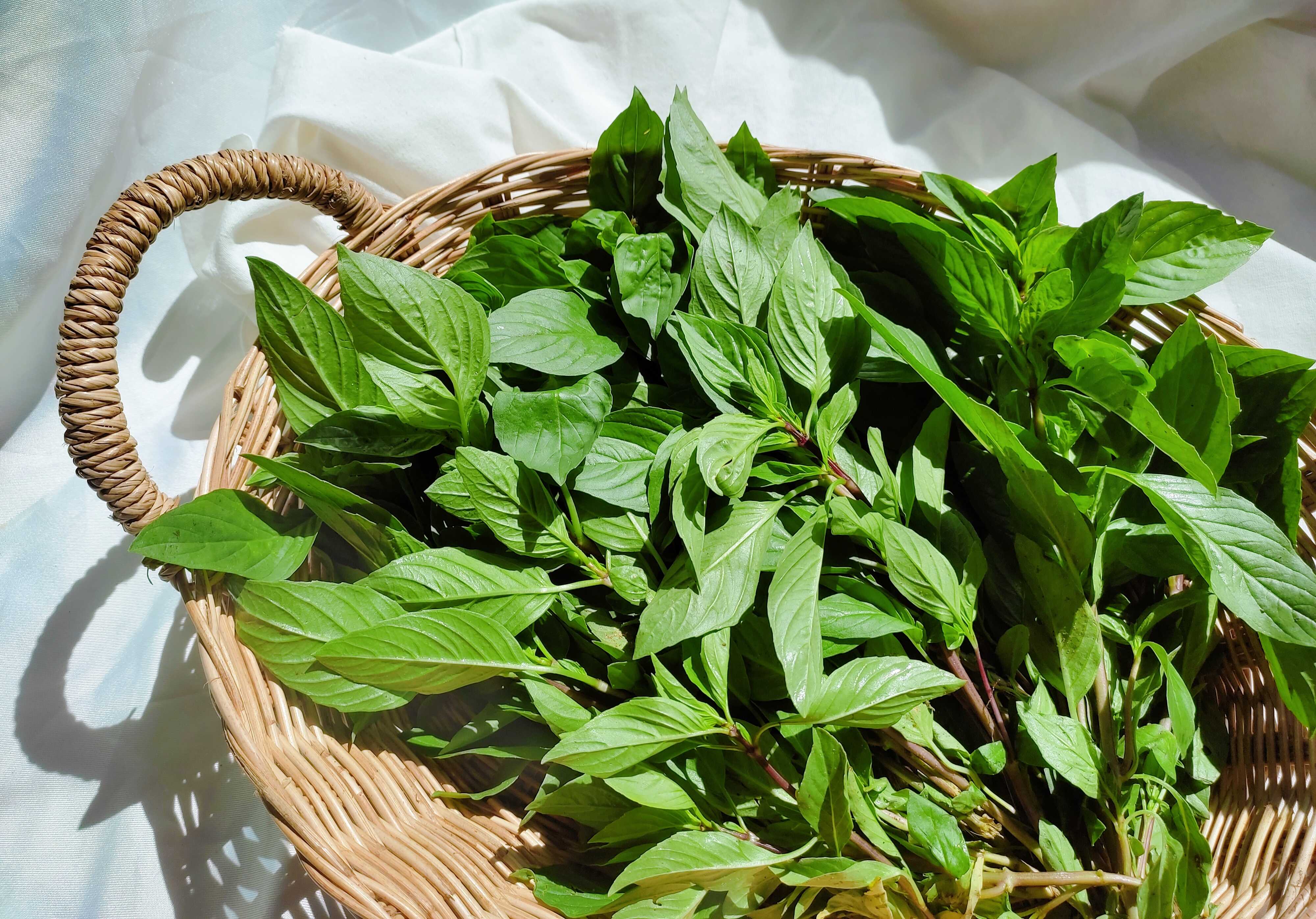 โหระพาไทย Thai Sweet basil (150g)
