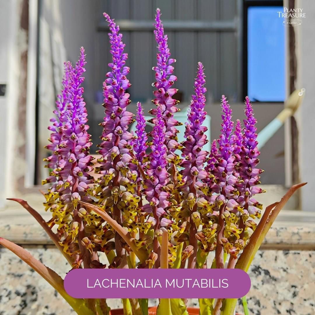 Lachenalia Mutabilis 