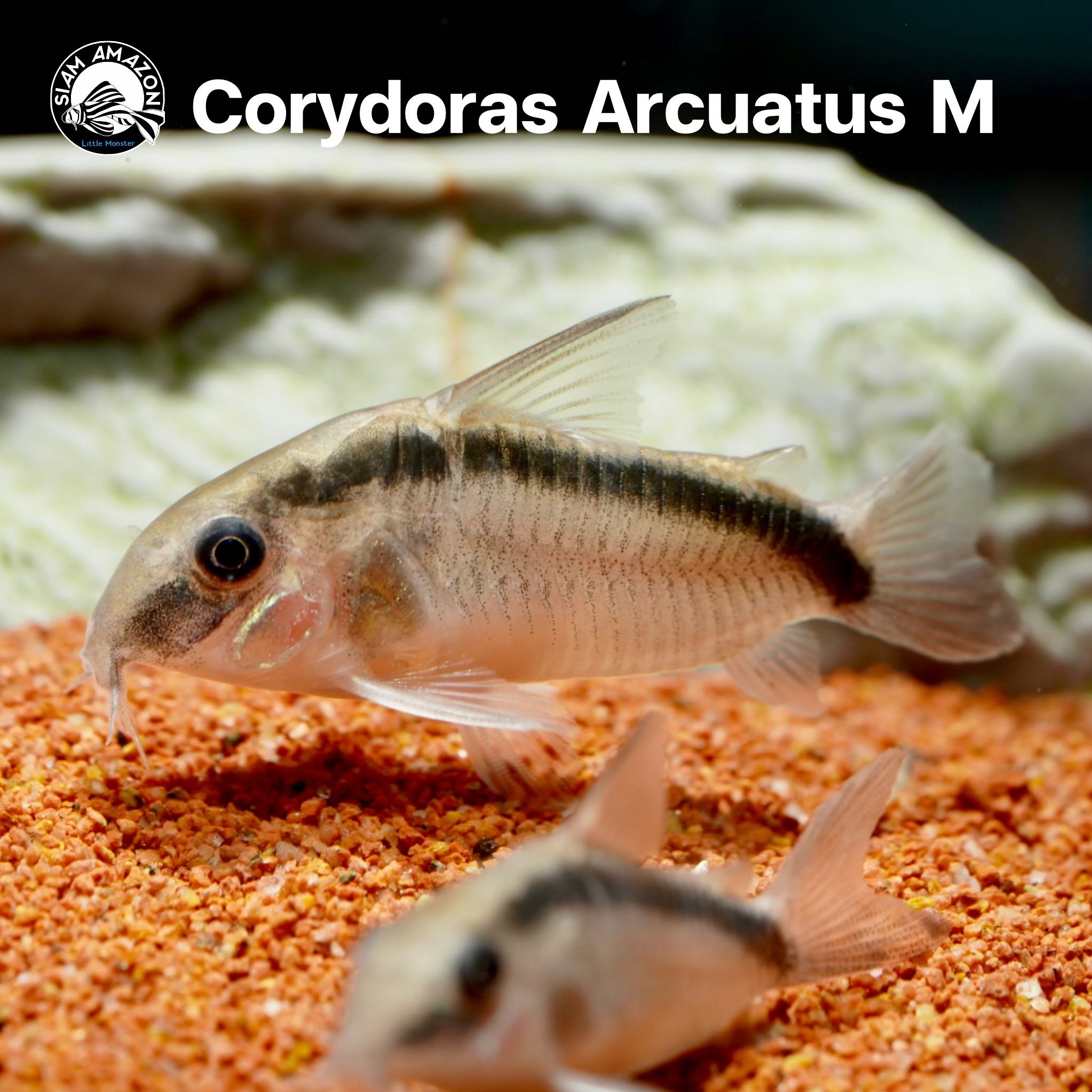 Corydoras Arcuatus ไซส์ 1.5 นิ้ว