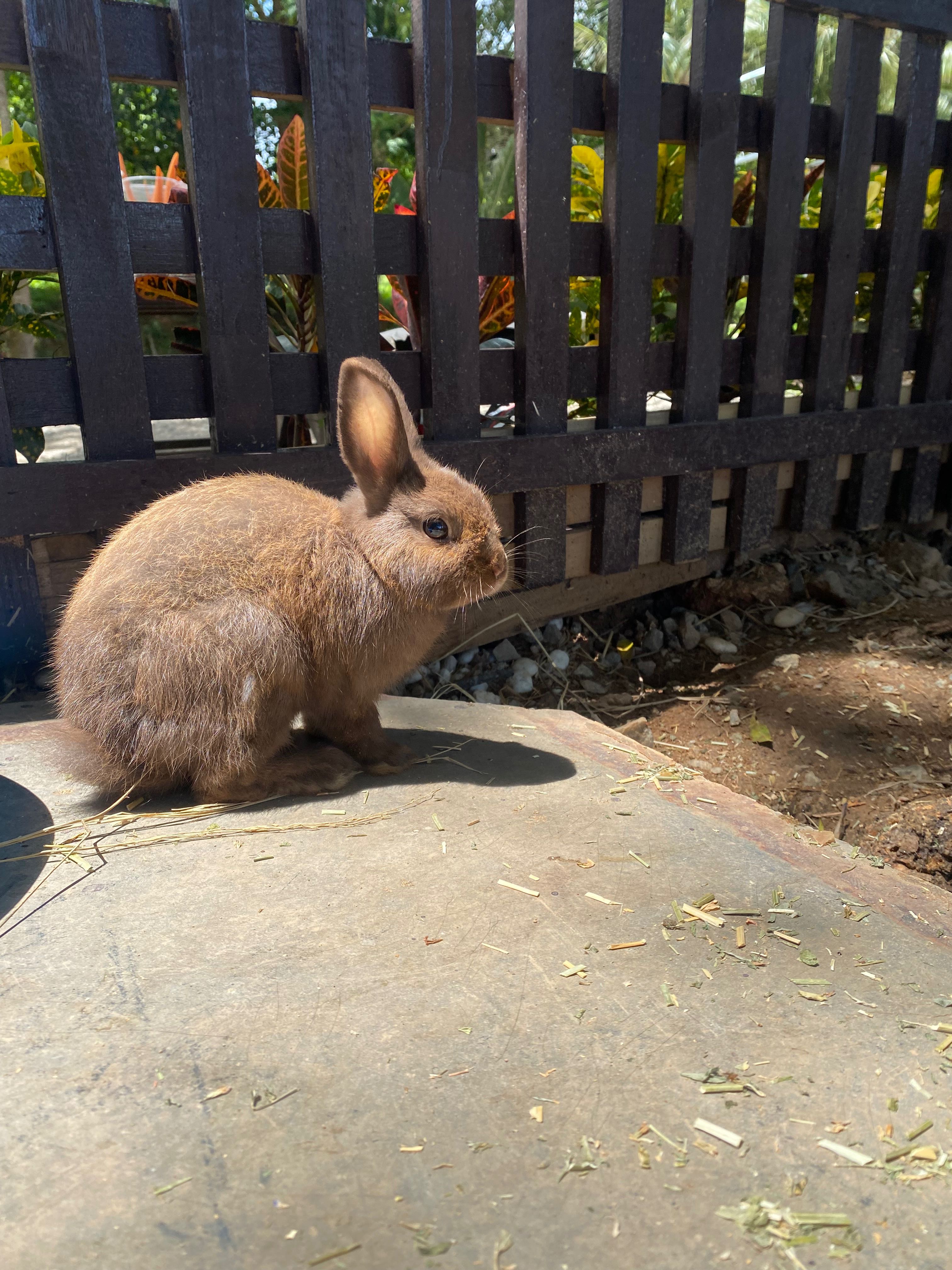 กระต่ายพันแคระ Dwarf rabbit