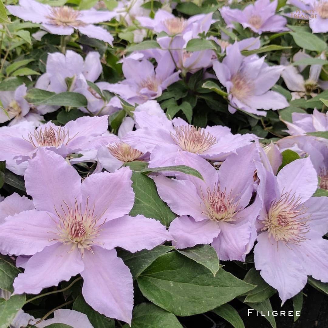 (Special)’Filigree’ Clematis 