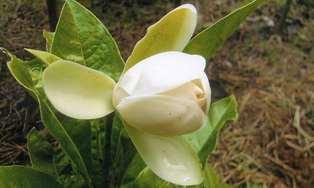 ยี่หุบดอย