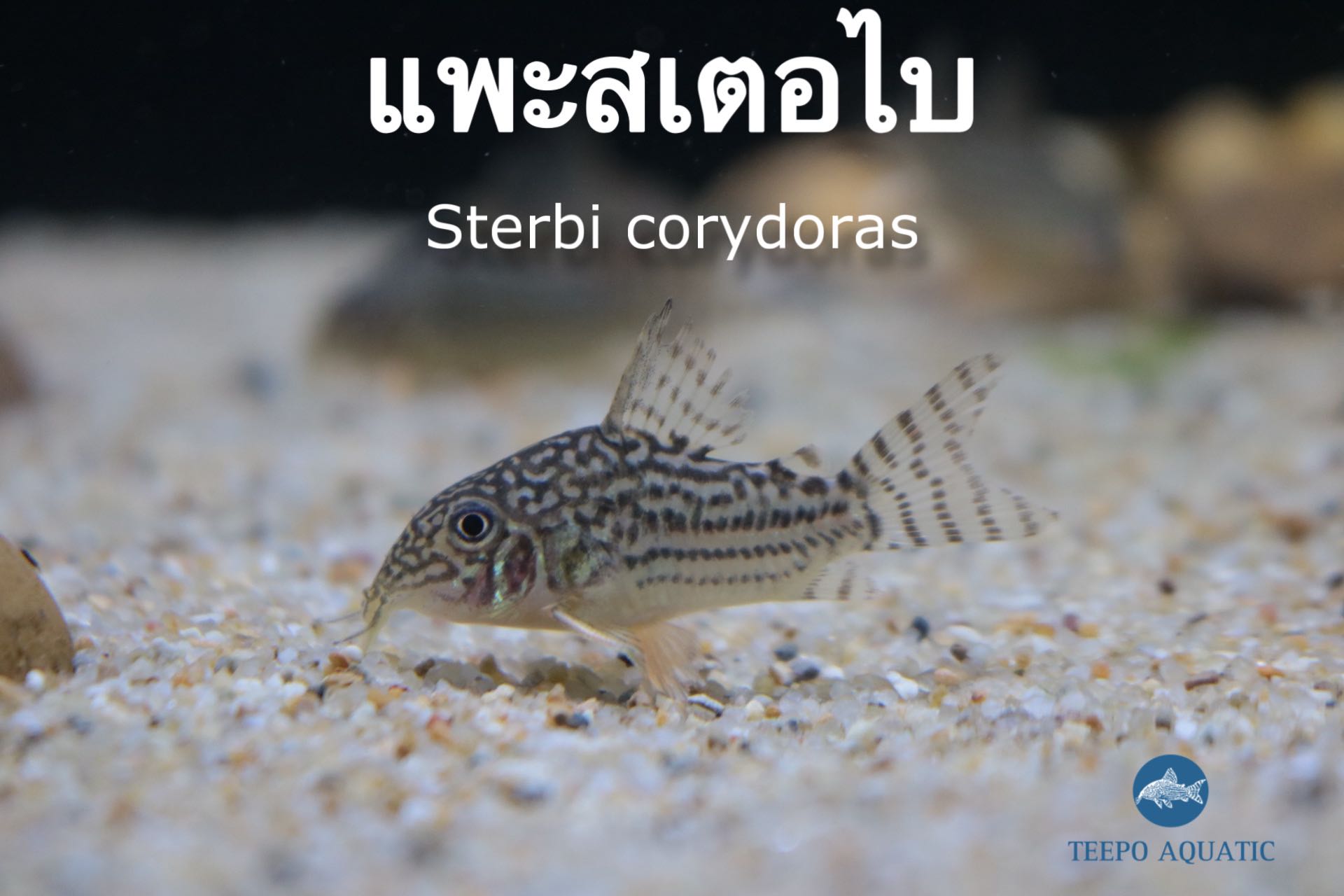 ปลาแพะสเตอไบ corydoras sterbai