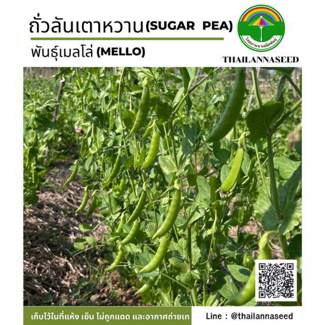 ถั่วลันเตาหวาน พันธุ์เมลโล่ ( ขนาด 5 กรัม ) รหัสสินค้า 4044