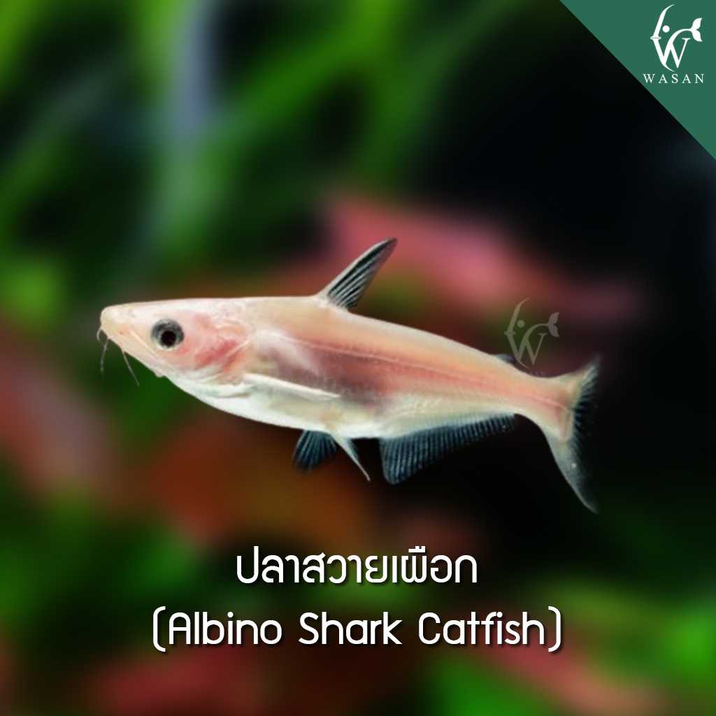ปลาสวายเผือก Albino Shark Catfish (ไซส์ 3-4 นิ้ว)