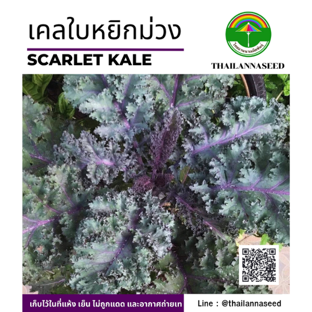 เคลใบหยิกม่วง ( ขนาด 10 กรัม ) รหัสสินค้า 5002
