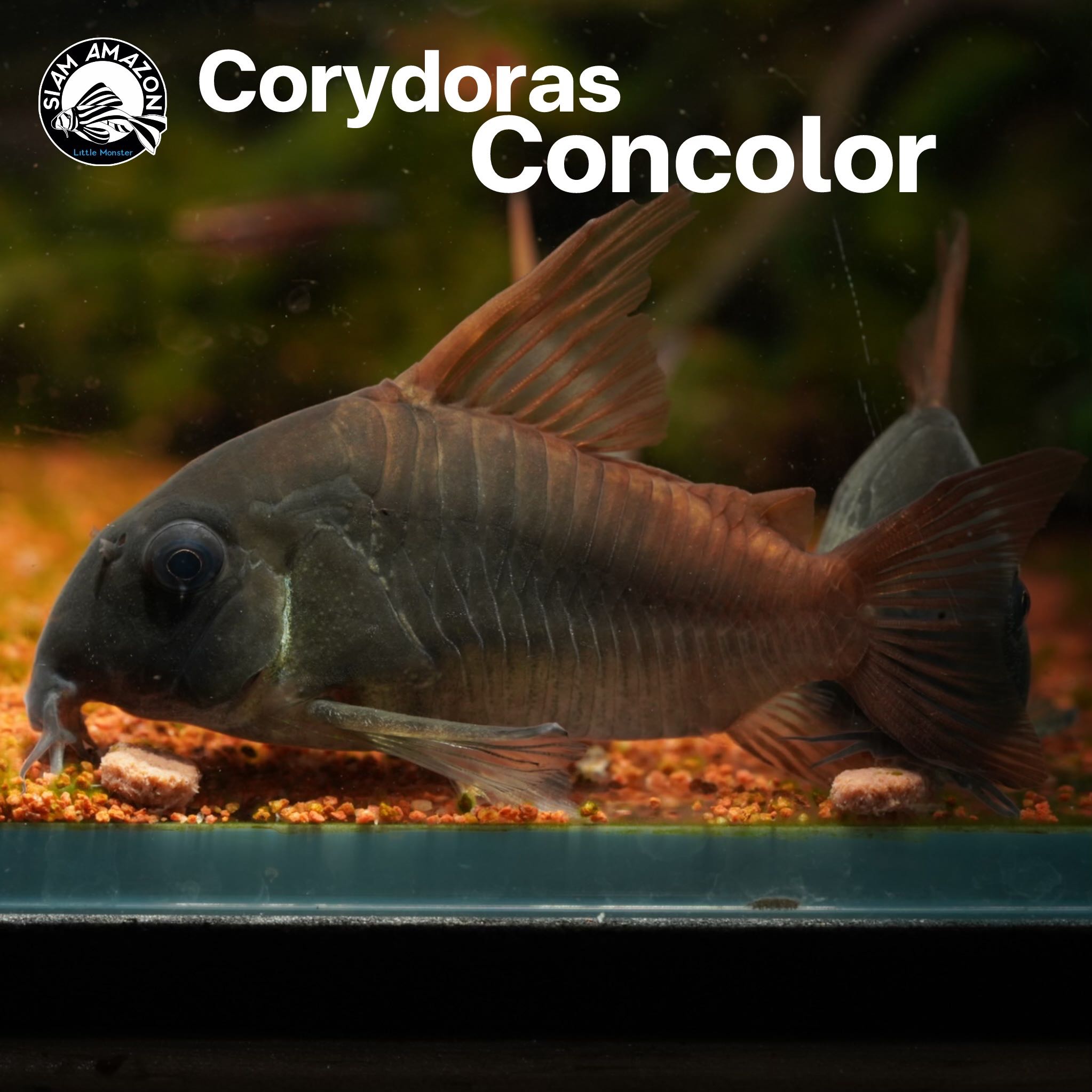 Corydoras Concolor ไซส์ 2.5 นิ้ว 🇨🇴