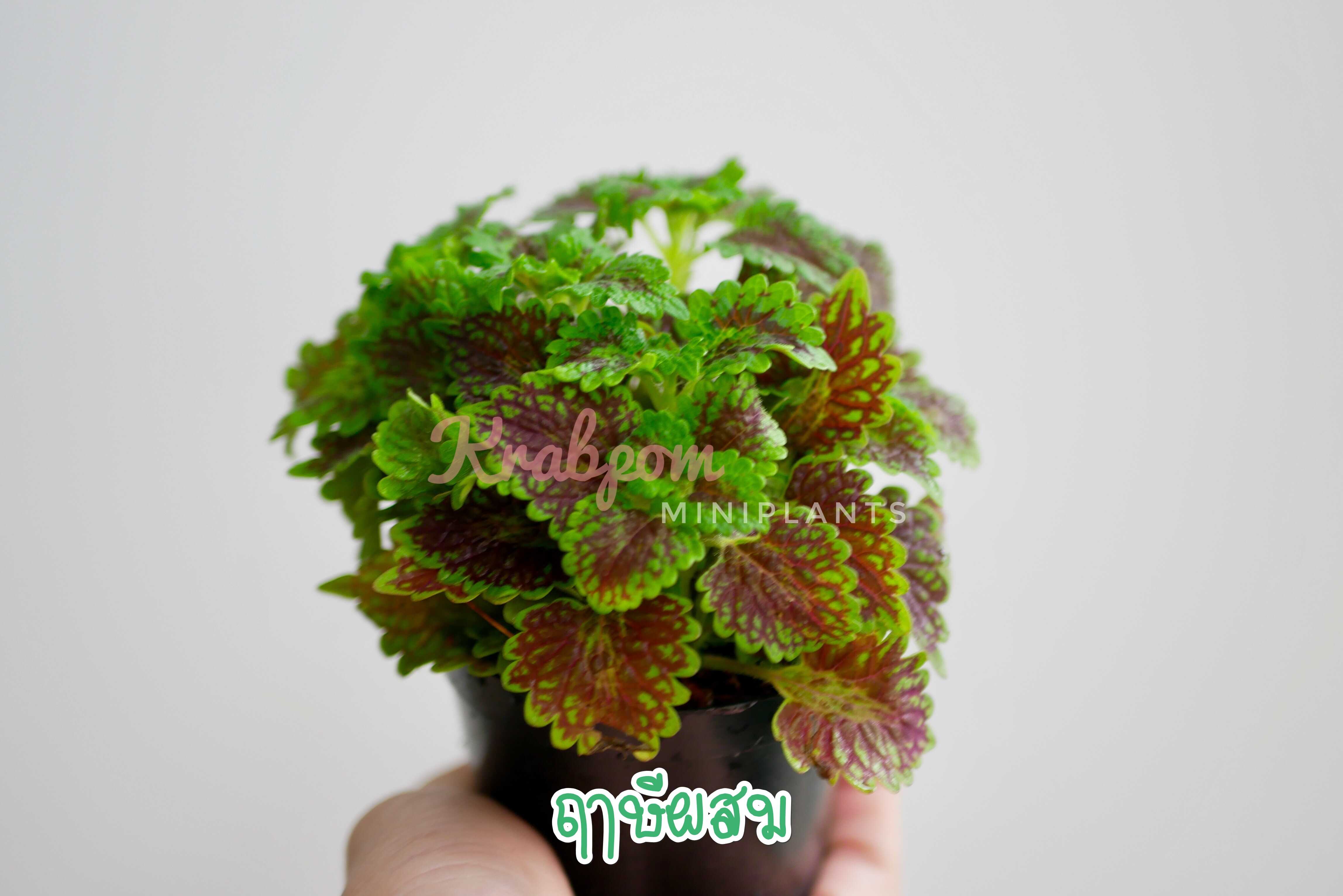 ฤาษีผสม