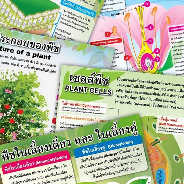 โปสเตอร์พลาสติก  PP วิชาวิทยาศาสตร์  พืช