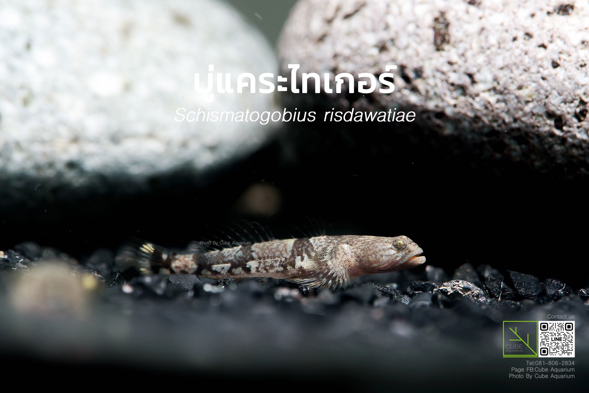 บู่แคระไทเกอร์,บู่มังกรแคระSchismatogobius risdawatiae