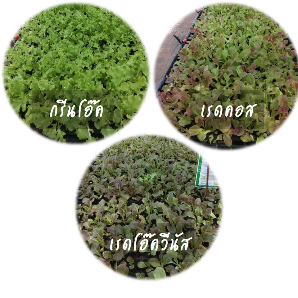 สั่งจองล่วงหน้า ต้นกล้าสลัดพร้อมถาด 10 ถาด (10x105 หลุม) คละชนิดได้