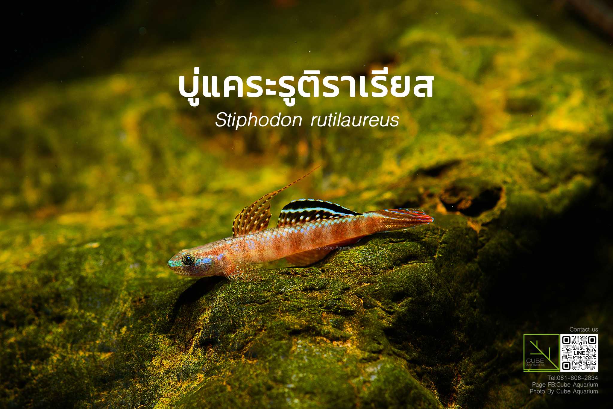 บู่แคระรูติราเรียส Stiphodon rutilaureus var (Golden red) 