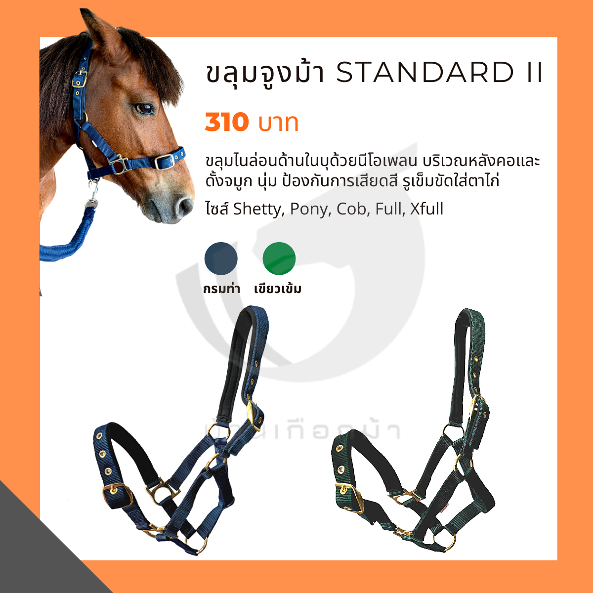 ขลุมจูงม้า STANDARD II