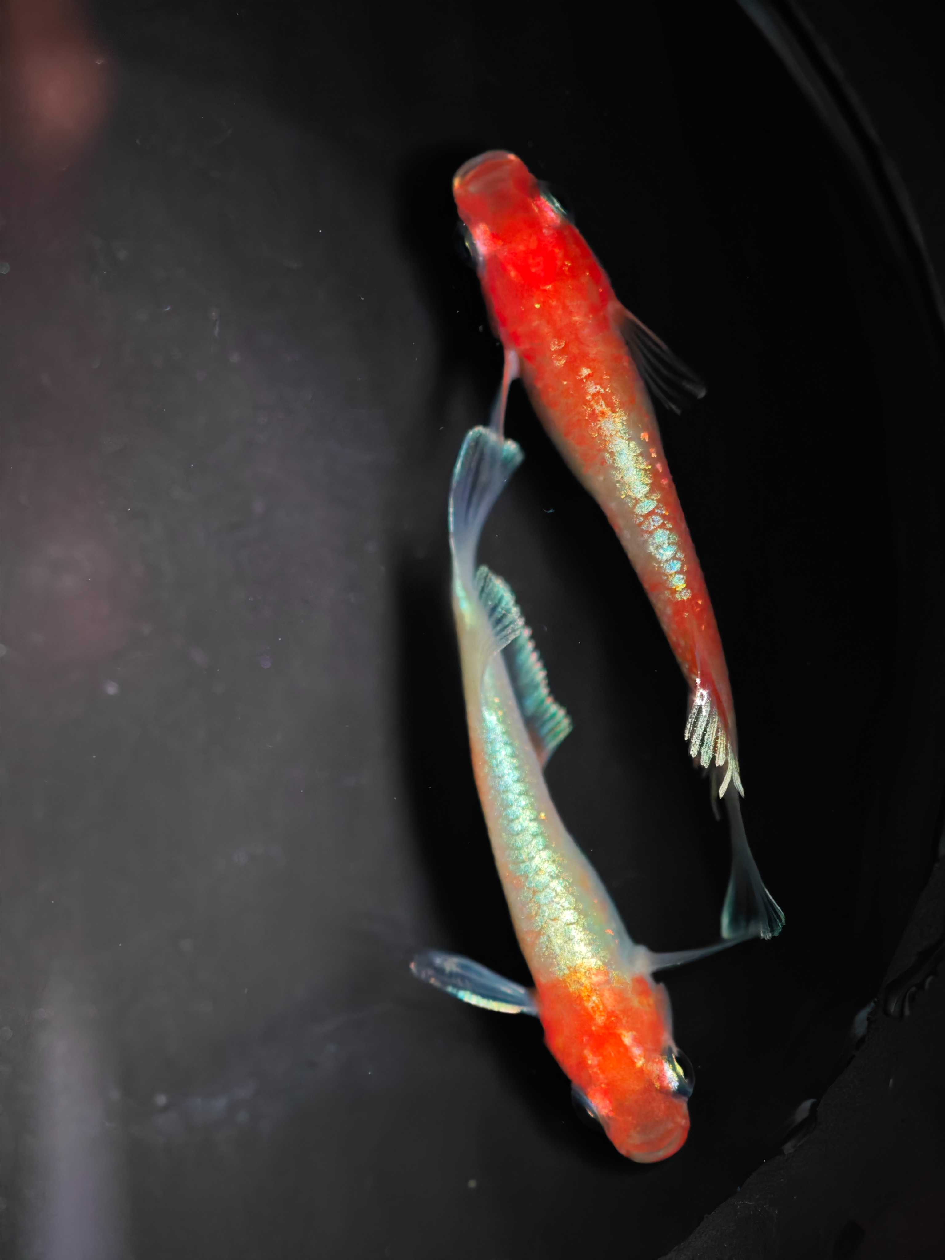 ปลาเมดากะนำเข้าจากญี่ปุ่น Tsurumai Kissing Wide Fin