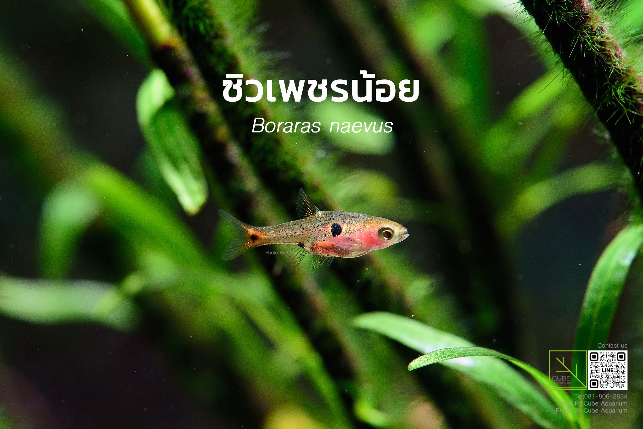ปลาซิวเพชรน้อย Boraras naevus