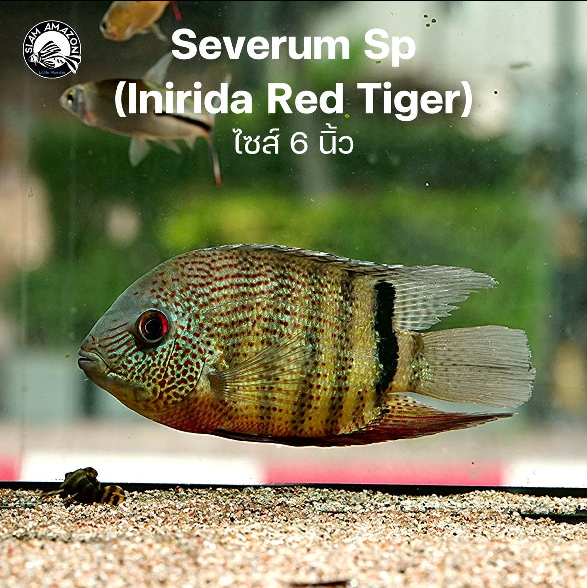 Severum Sp. Inirida Red Tiger