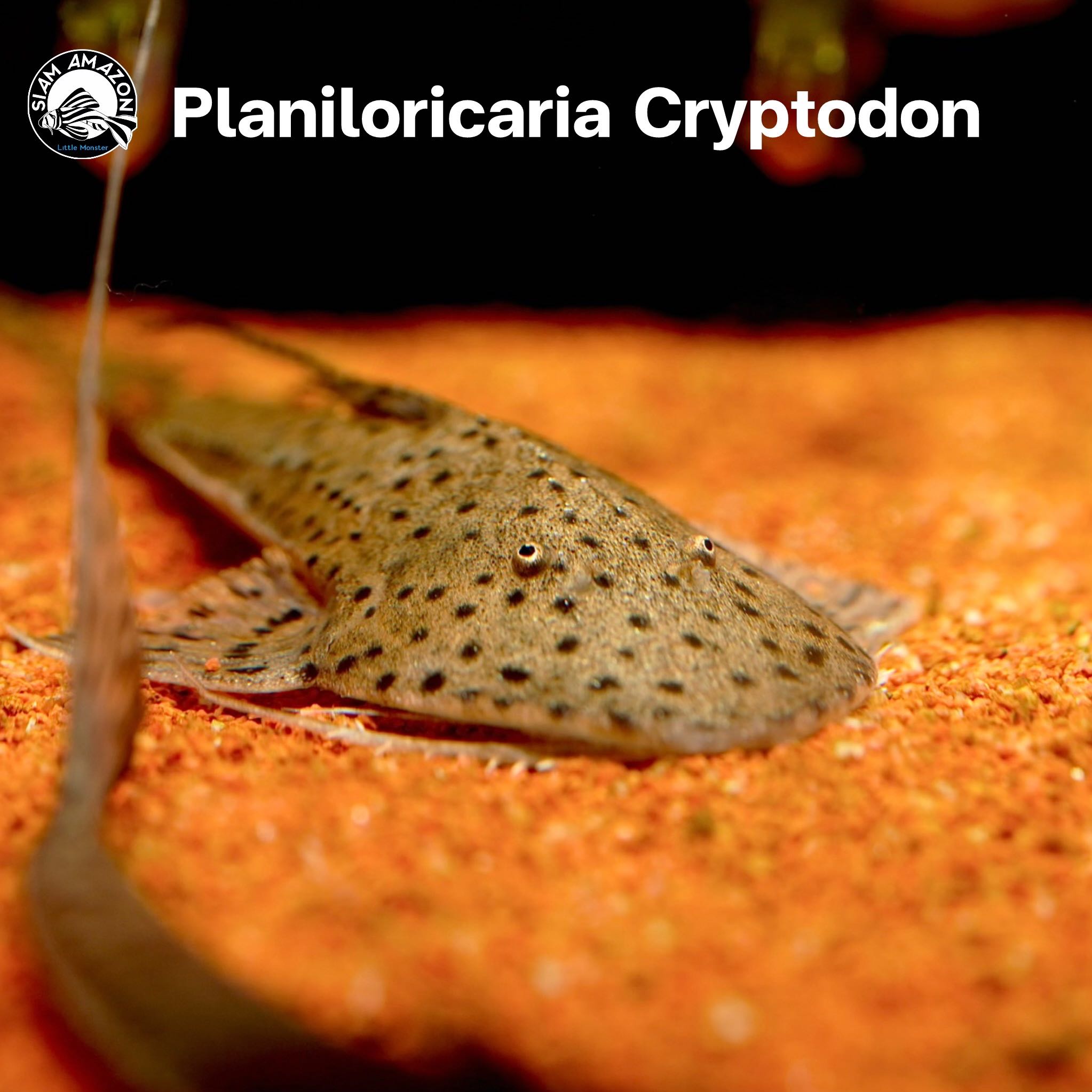 Planiloricaria Cryptodon ไซส์ 4.5 นิ้ว 🇵🇪 