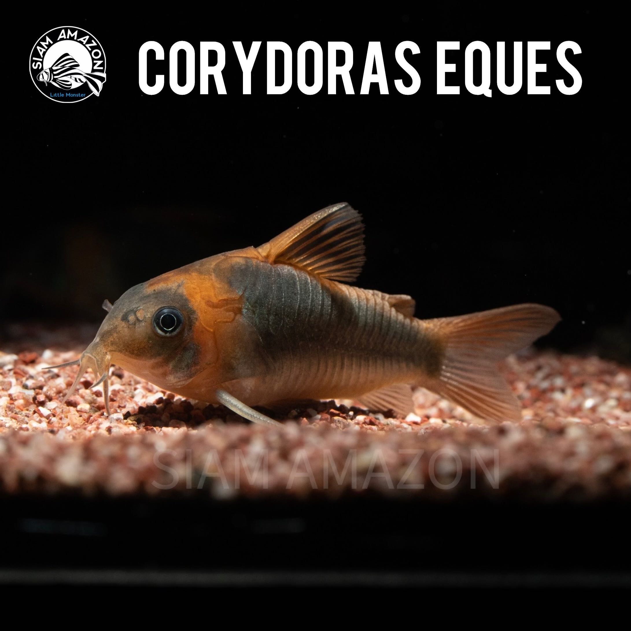 Corydoras Eques