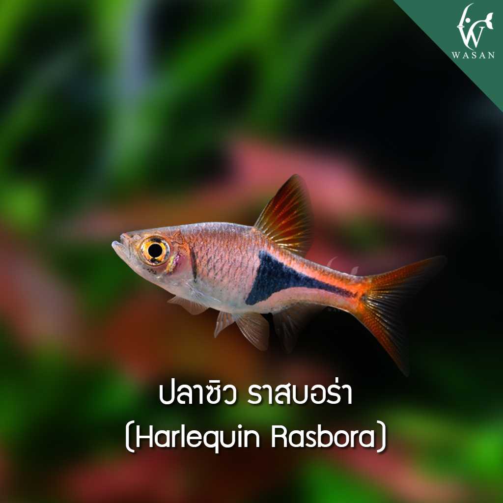 ปลาซิวราสเบอร่า Harlequin Rasbora (ไซส์ 2-3 cm)