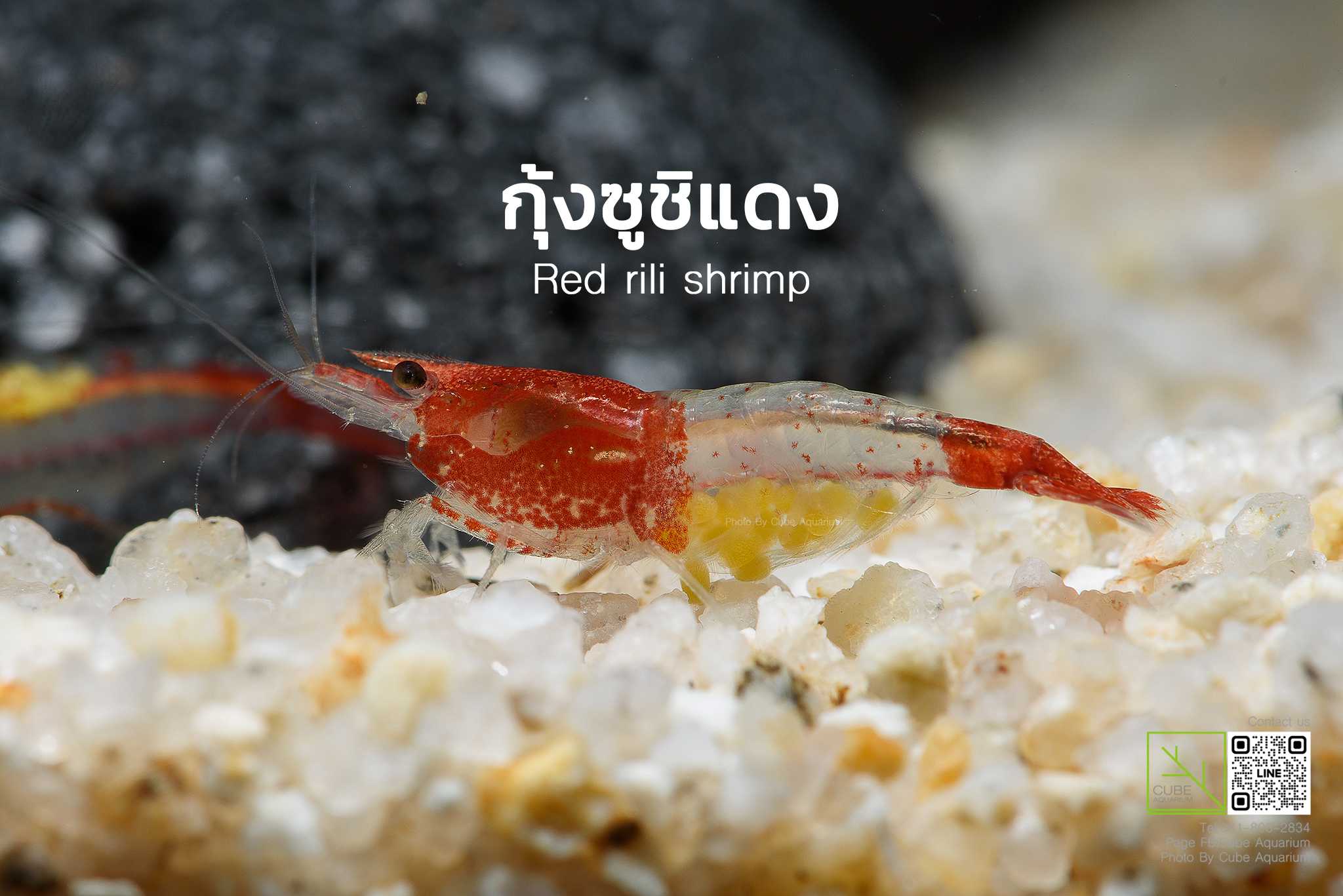 กุ้งแคระซูชิแดง Red rili shrimp🔥Best seller🔥