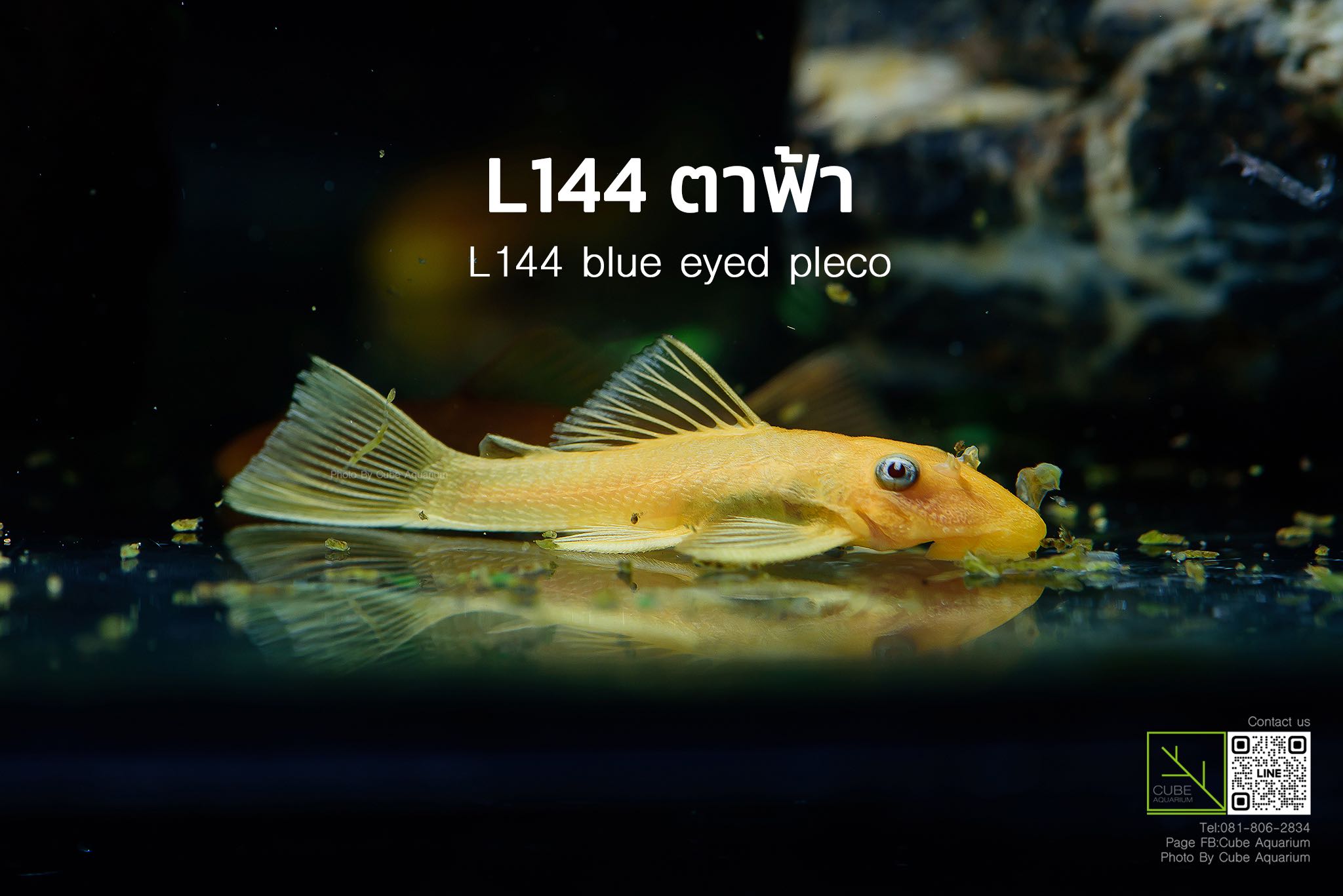 ปลาซัคเกอร์L144ตาฟ้า 1.2นิ้ว , l144 blue eyed pleco 1.3”