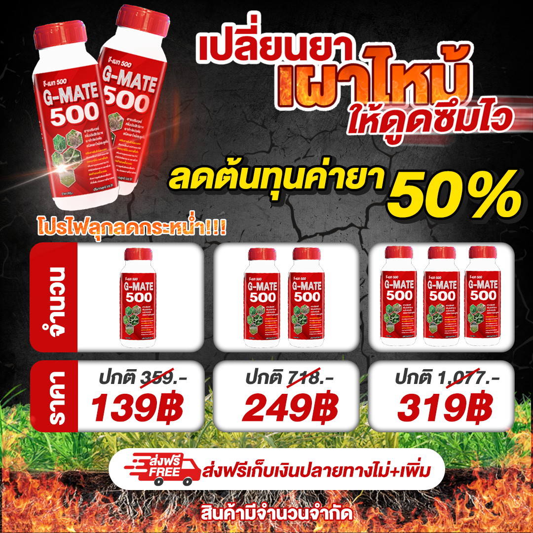 G-MATE 500 (จีเมท500)