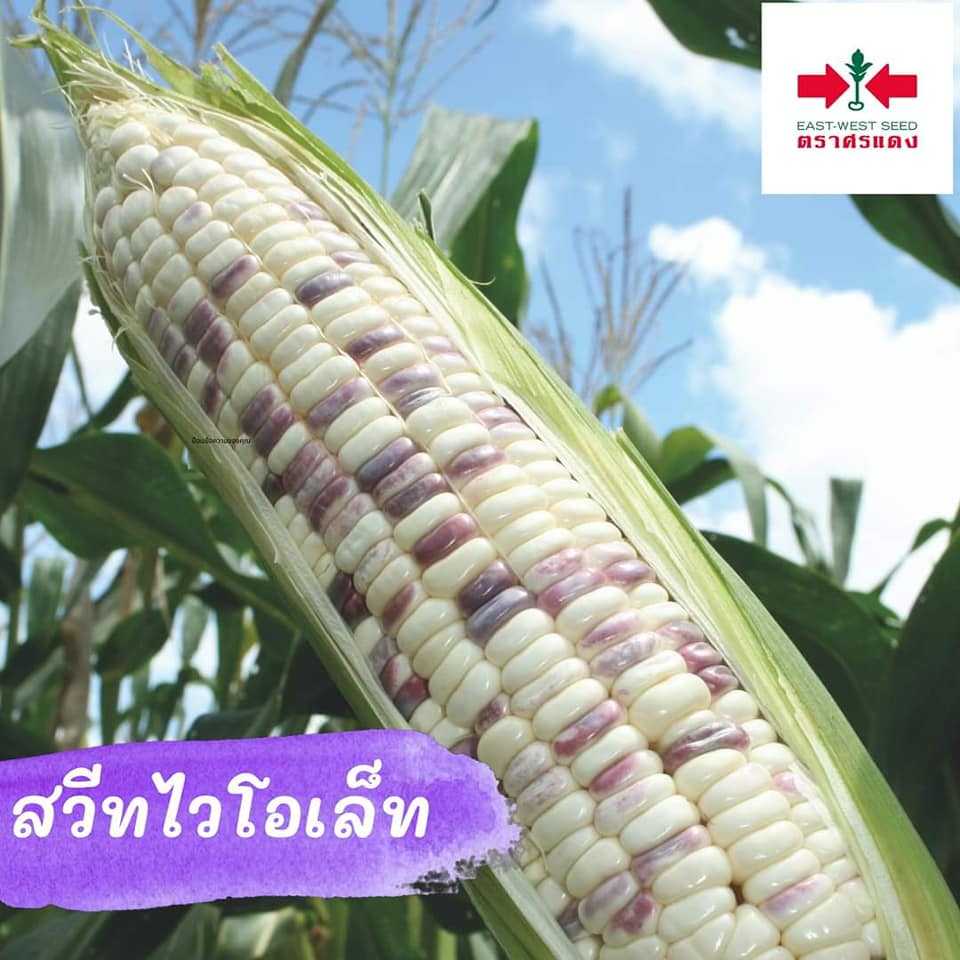 ข้าวโพด 2 สี  เมล็ดข้าวโพดสวีทไวโอเล็ท    #เมล็ดพันธุ์สินค้าลดราคากระหน่ำต้อนรับปีใหม่