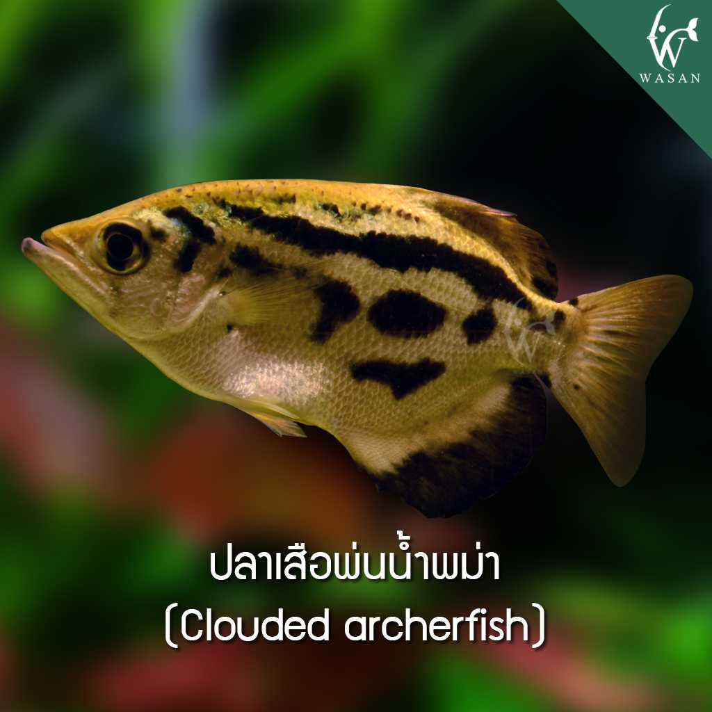ปลาเสือพ่นน้ำพม่า Clouded archerfish (ไซส์ 1.5-3 นิ้ว)