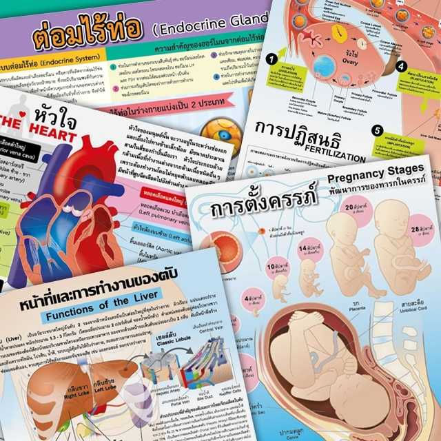 โปสเตอร์พลาสติก  PP วิชาวิทยาศาสตร์ ระบบร่างกาย 2