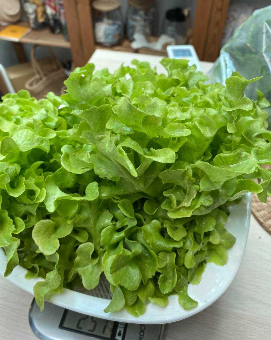 ผักสลัดอินทรีย์ (Organic mix Salad)