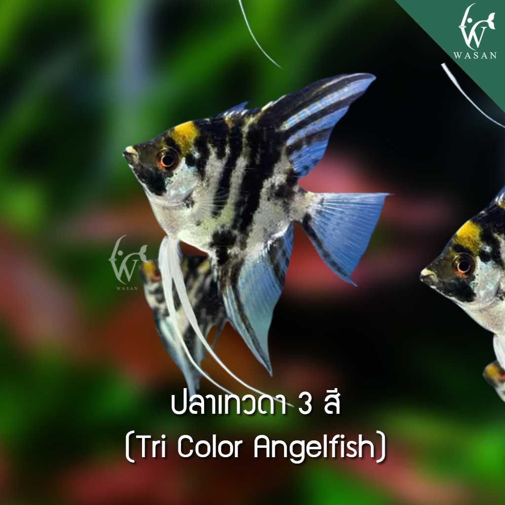 ปลาเทวดา 3 สี Tri Color Angelfish (ไซส์ 1 นิ้ว)