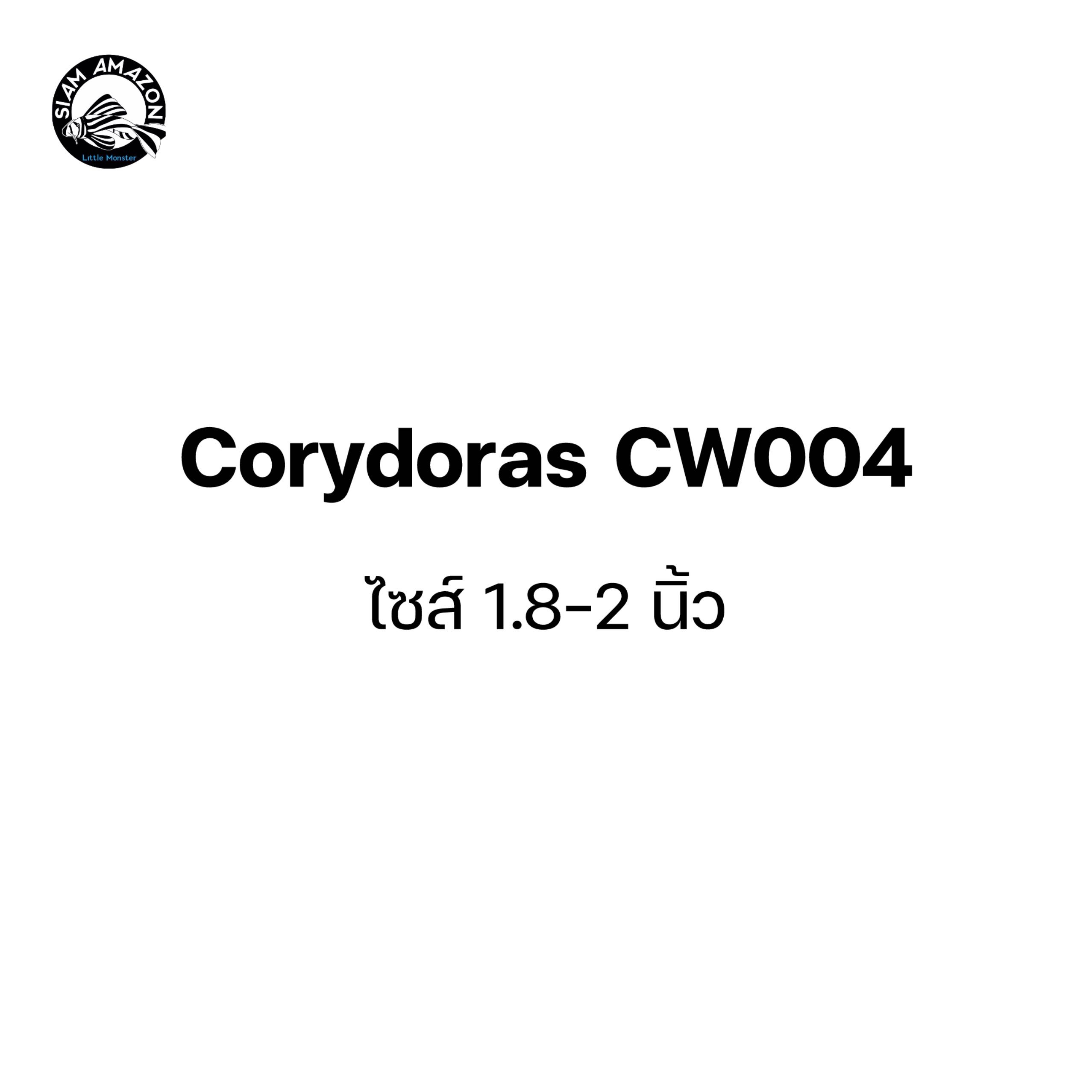 Corydoras CW004 ไซส์ 1.8-2 นิ้ว
