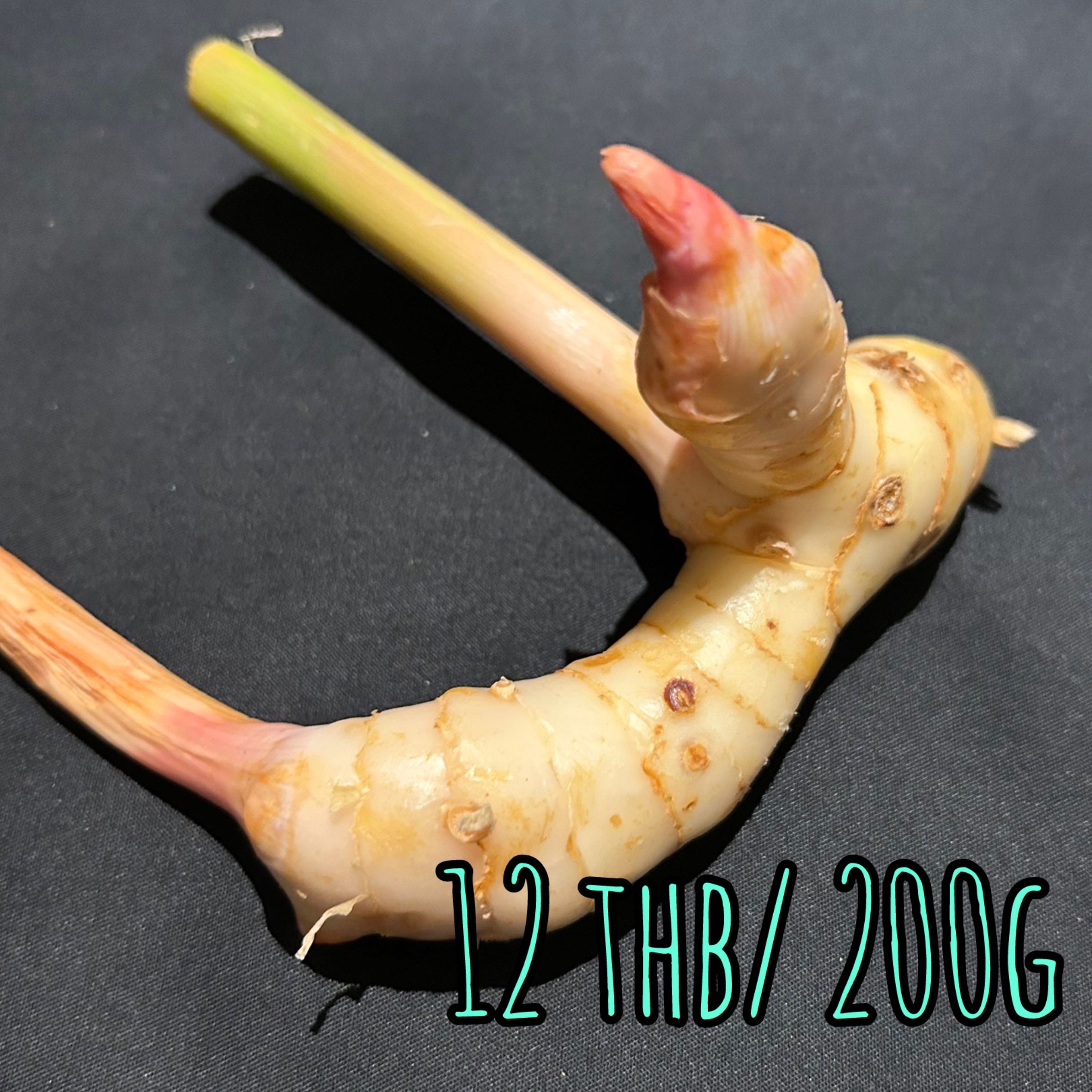 Galangal ガランガル ข่า