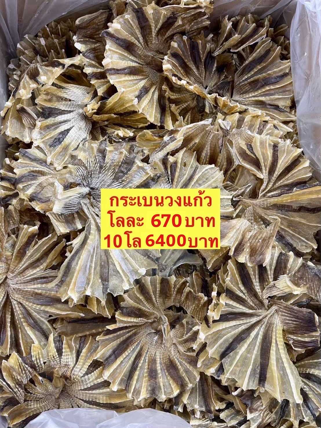 ปลากะเบนวงแก้ว 5kg โลละ 640