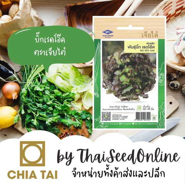 CTF1 เมล็ดพันธุ์ ผักกาดหอม ผักสลัด บิ๊ก เรดโอ๊ค ตราเจียไต๋ Red Oak Lettuce