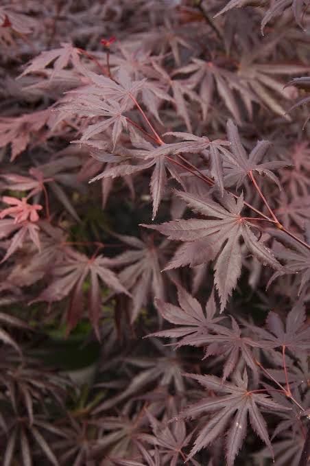 ‘Trompenburg ‘ Japanese Maple 