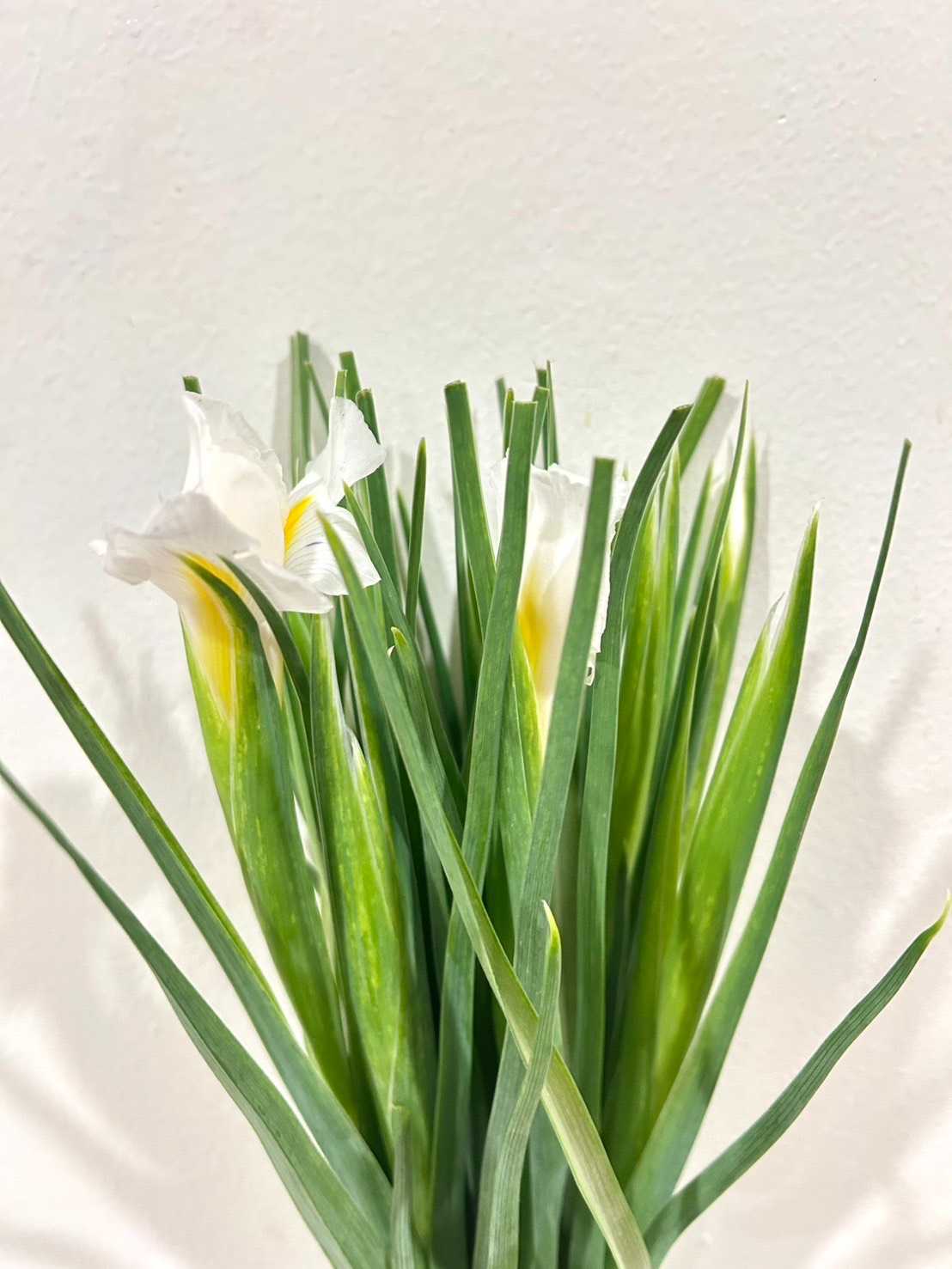 Iris White Magic