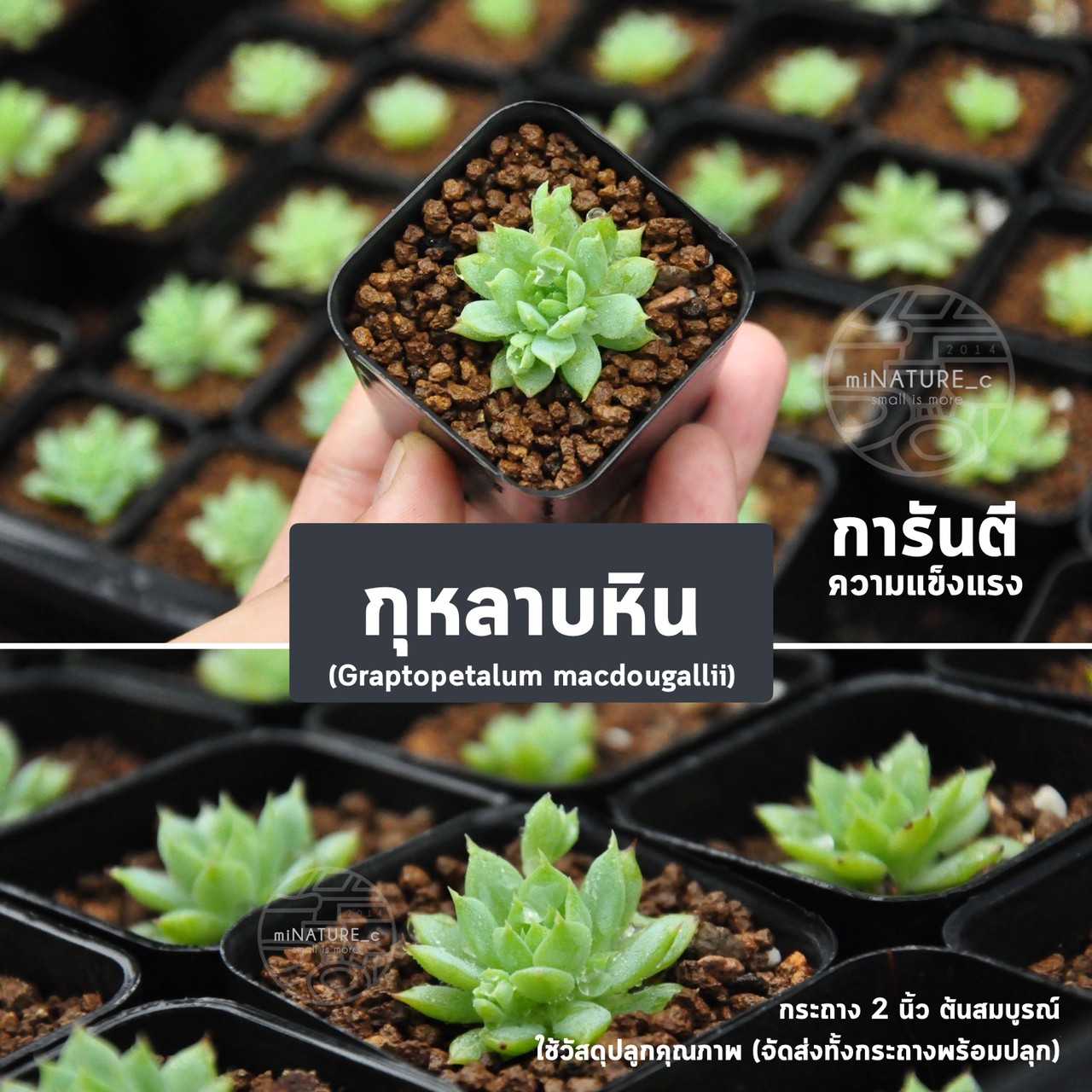 กุหลาบหิน Graptopetalum macdougallii