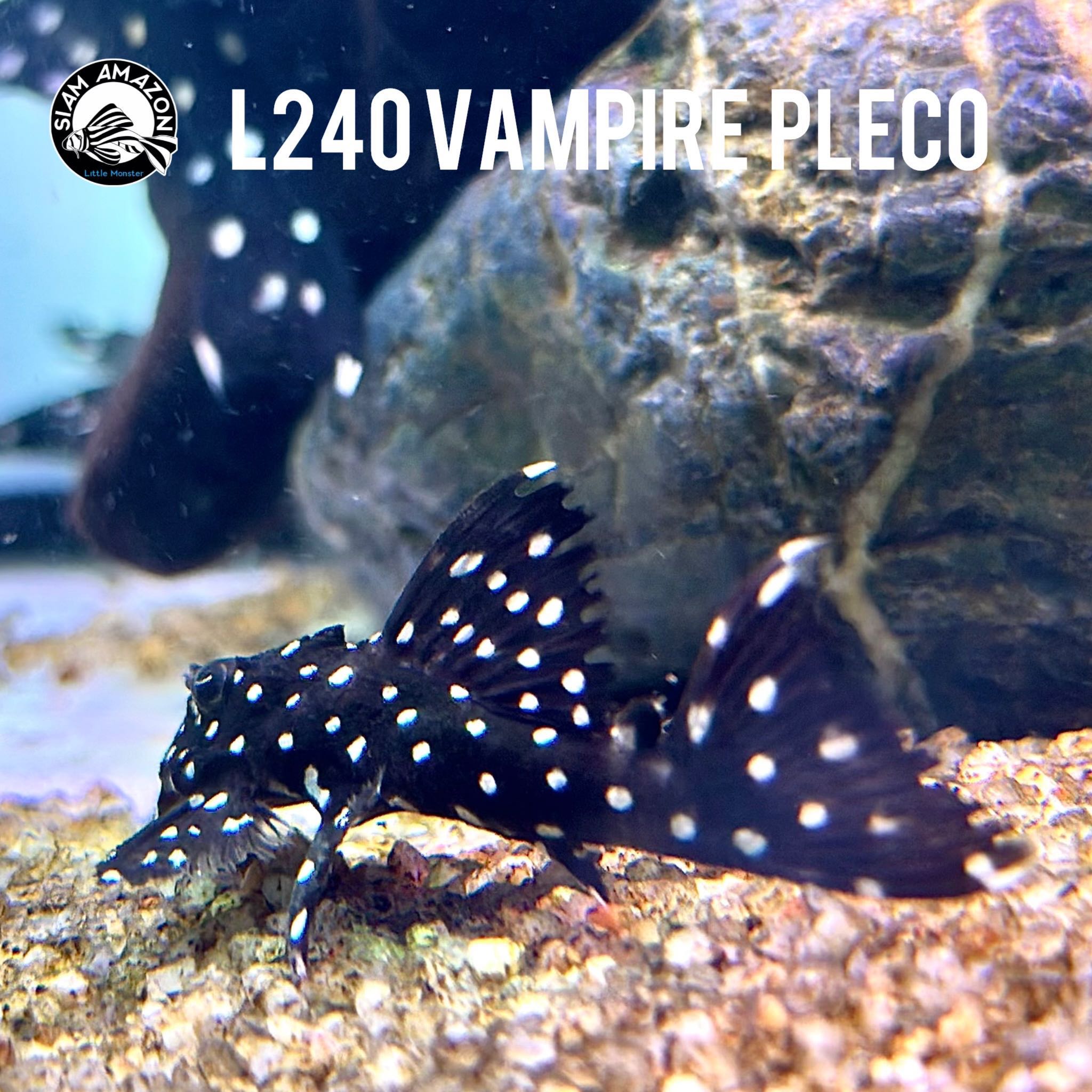 L240 Vampire Pleco Galaxy pleco 