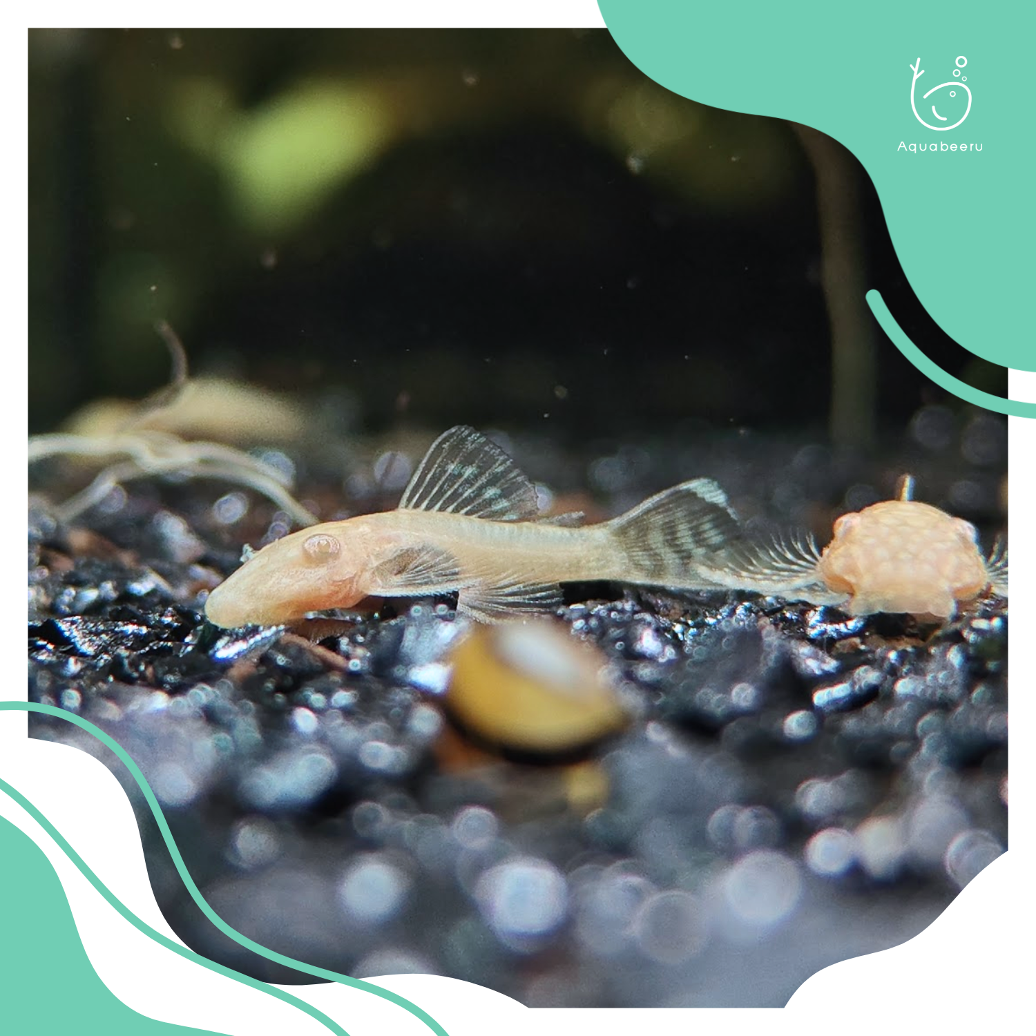 L144 ซัคเกอร์เผือกหางสั้น (Albino Bristlenose Shortfin Pleco)