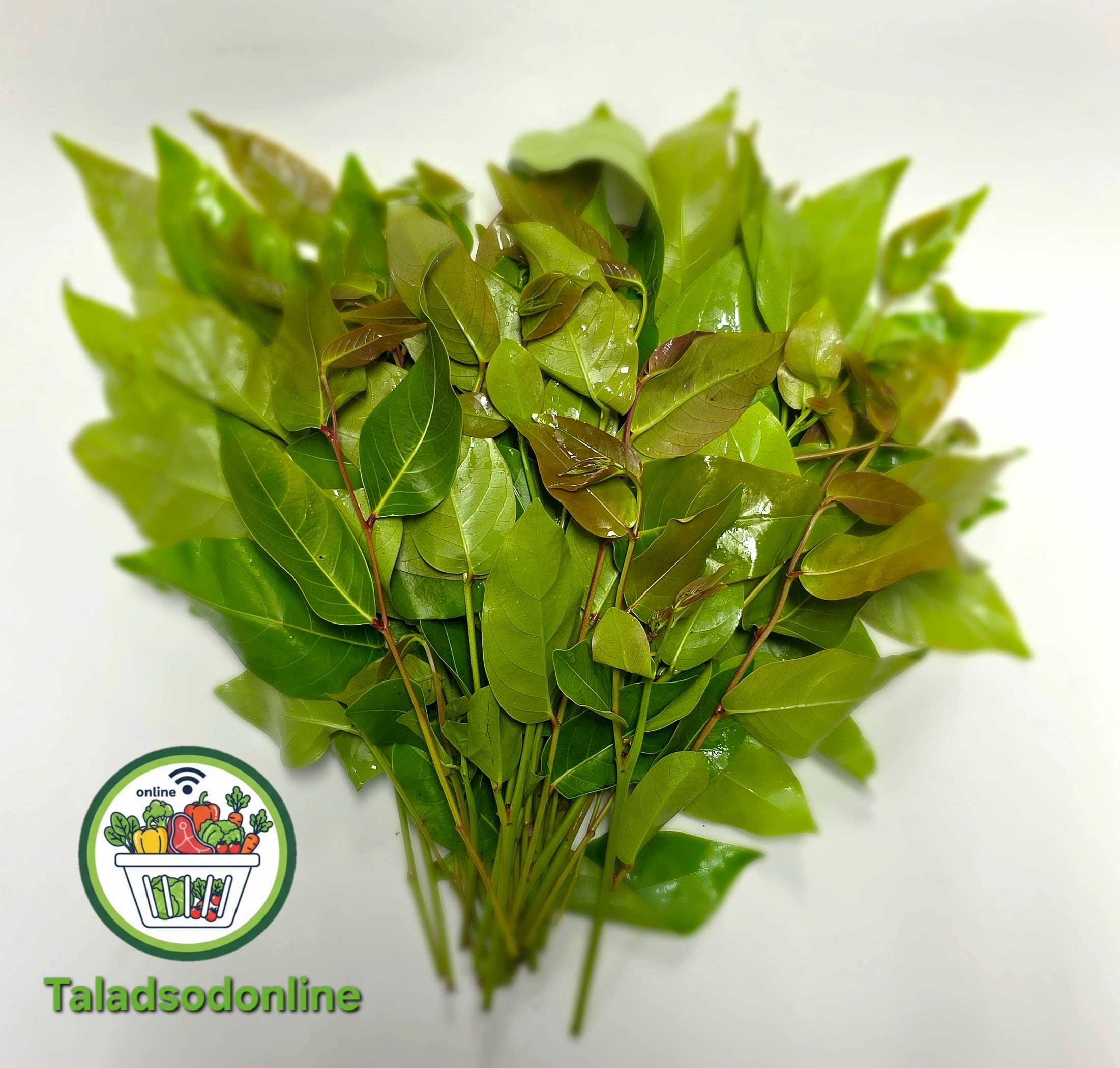 ใบมันปู สด สะอาด รับประกันคุณภาพ