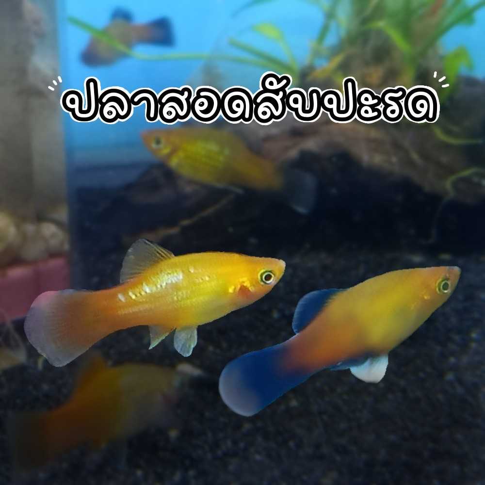 ปลาสอดสับปะรด  4ตัว