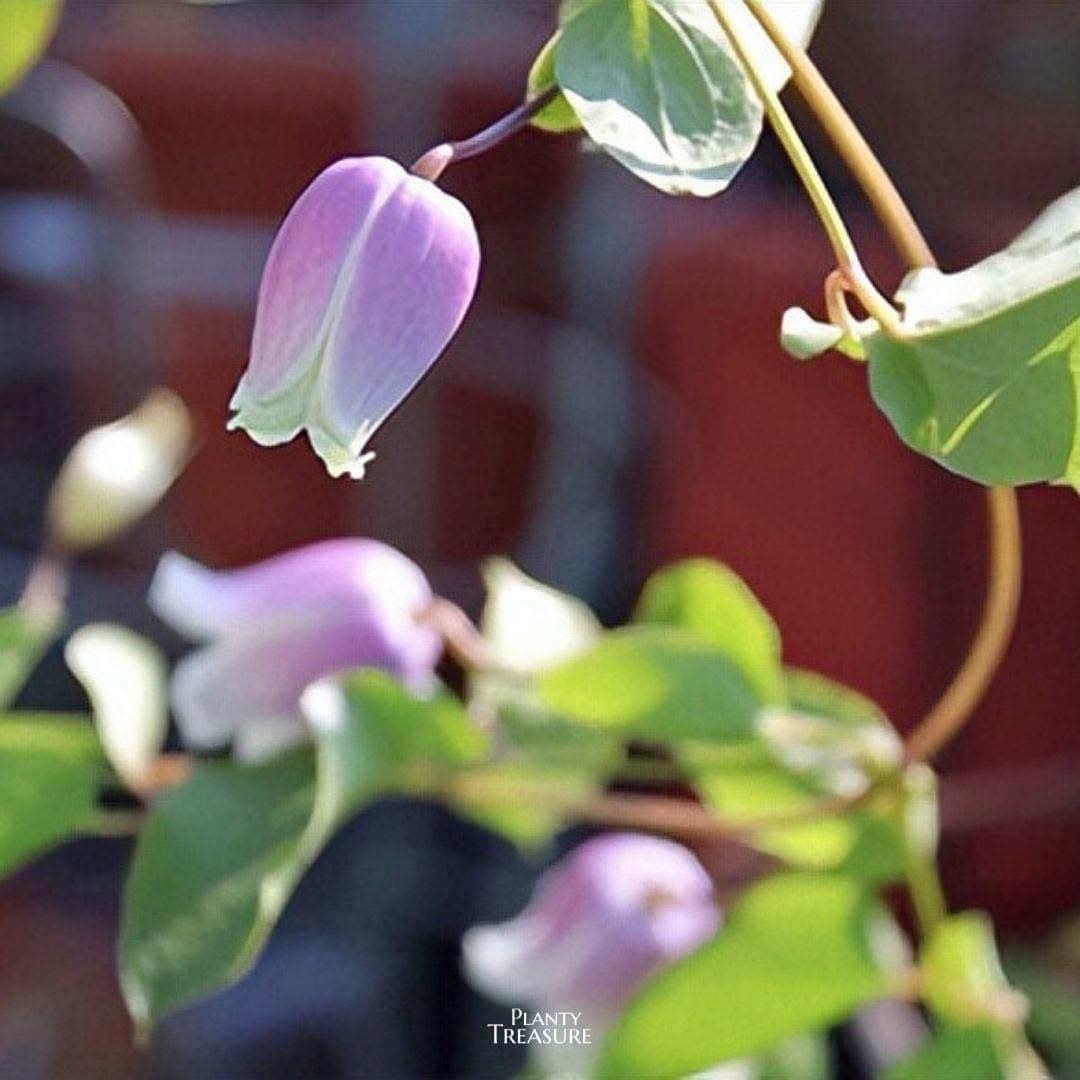 ‘ Versicolor Anissa’ Bell Clematis 