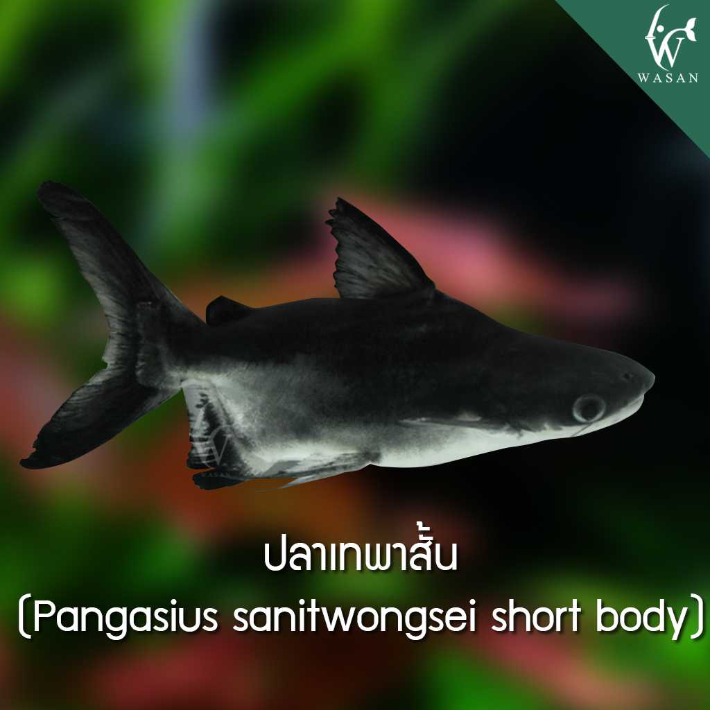 ปลาเทพาสั้น Short-body Giant Gourami  (ไซส์ 3-4 นิ้ว)