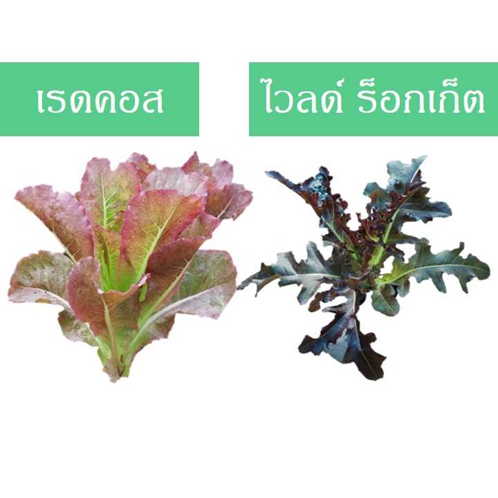 สลัดต่างประเทศ (1 กิโลกรัม)