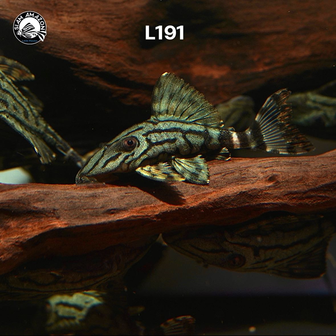 L191 ไซส์ 1.5 นิัว