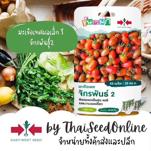 GGEW มะเขือเทศเชอร์รี่จักรพันธุ์2 50เมล็ด ตราศรแดง มะเขือราชินี ผลรี เมล็ดพันธุ์พระราชทาน จันกะผั...