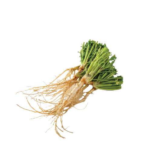 FG12016 รากผักชี Coriander Root ( 100g )