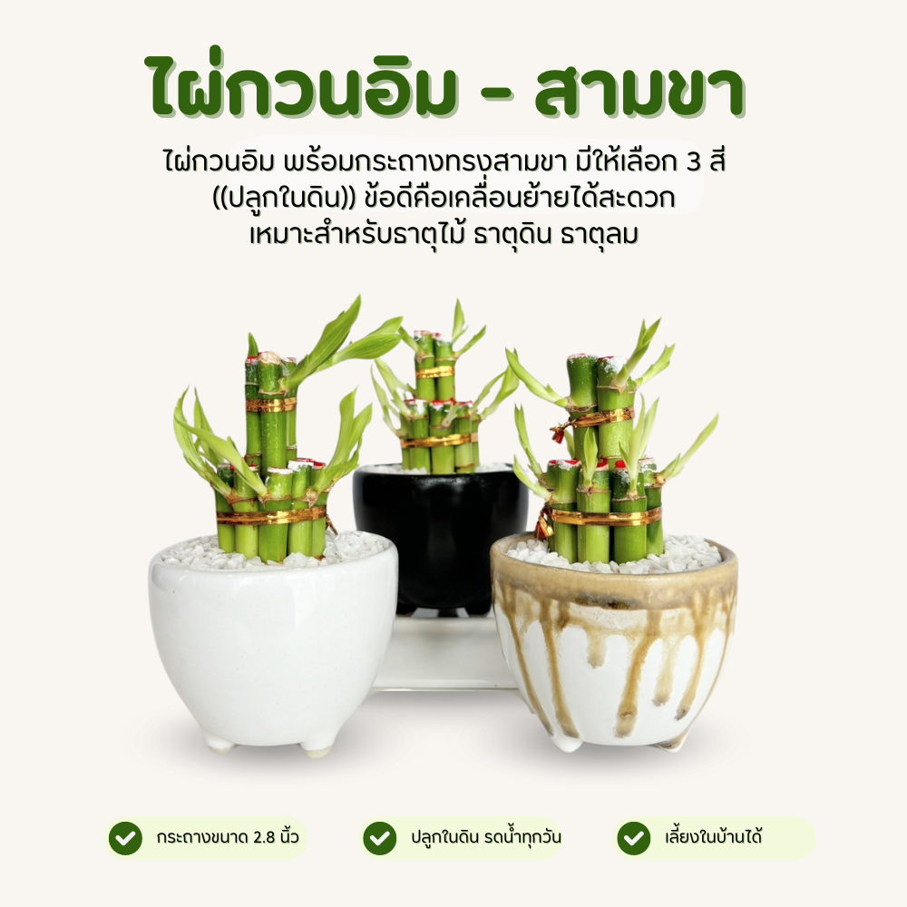 ไผ่กวนอิม พร้อมกระถางเซรามิก 3 ขา สีขาว วางบนโต๊ะทำงานได้